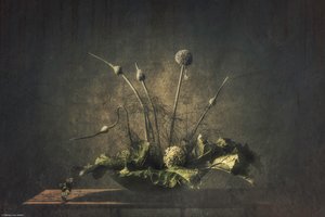 Dunkles botanisches Stillleben von Monique van Velzen