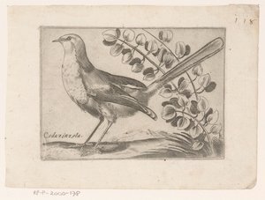 Vogel von Monogrammist AG