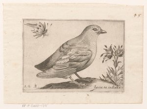 Vogel von Monogrammist AG