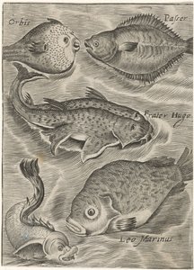 Studienblatt mit verschiedenen Fischen