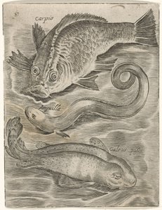Studienblatt mit drei Fischen (Piscium vivae icones)