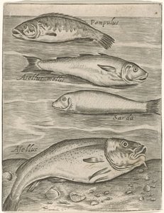Studienblatt mit vier Fischen von Monogrammist P+P