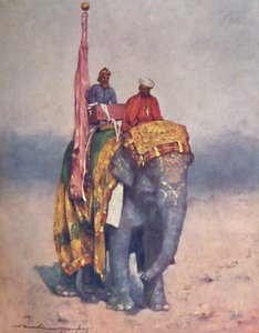 Ein Elefant aus den Sandwüsten von Rajputana, 1903