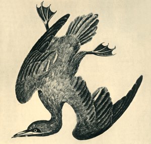 Basstölpel, 1799, 1946