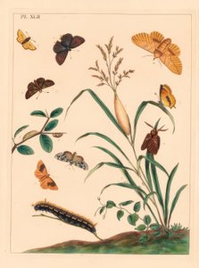 Trinkermotte, Euthrix potatoria, Brauner Haarstrich, Thecla betulae, Großer Heufalter, Ochlodes sylvanus, Kleiner Heufalter, Thymelicus sylvestris, Seltene Wunder des Tages, Dipthera runica, und Gebänderter Umber, Plagodis pulveraria von Moses Harris