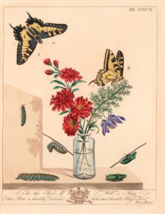 Schwalbenschwanz, Papilio machaon. Handkolorierte Lithographie nach einer Illustration