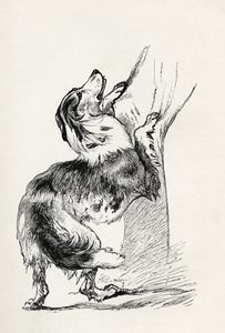 Mischlings-Schäferhund, der seinen Herrn liebkost, aus Charles Darwins 