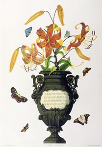 Lilium tigrinum (Tigerlilie), aus 