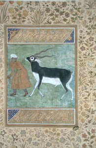 Ein indischer Schwarzbock, geführt von seinem Wärter, ca. 1616 von Mughal School