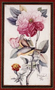Gul-o Bulbul, ca. 1849-50