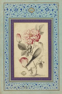 Rosen und Nachtigall