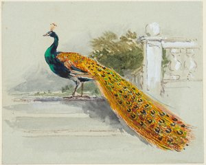 Pfau, ca. 1640-99