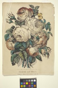 Rosen des Mai von N. and Ives J.M. (1824 95) Currier