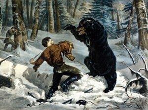 Das Leben der Fallensteller (Berufsjäger) in Kanada: Ein Jäger wird von einem Grizzlybären angegriffen. Illustration von Yves und Currier.