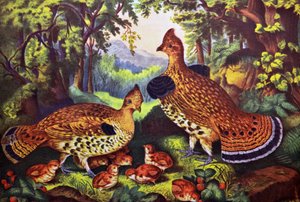 Die glückliche Familie, Raufußhühner und Junge von N. and Ives, J.M. Currier