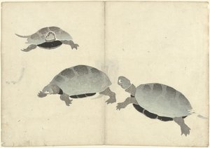 Drei Schildkröten