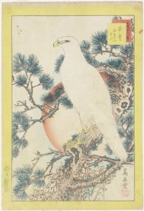 Nr. 1, Weißer Falke und Fünfnadel-Kiefer von Nakayama Sugakudo