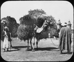 Kamele tragen Futter, Ägypten, ca. 1890