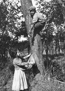 Ein kleiner Junge auf einem Obstbaum pflückt Früchte für ein kleines Mädchen, Molise von Nicola Biondi