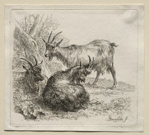 Animalia: Drei Ziegen