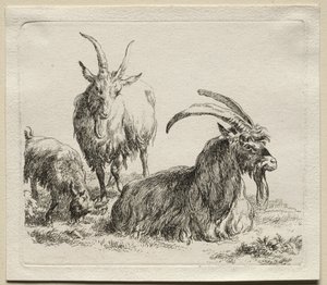 Animalia: Drei Ziegen