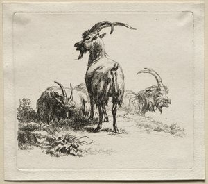 Animalia: Drei Ziegen