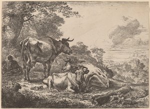 Ruhende Kühe
