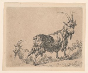 Zwei Ziegen, aus Berchems "Animalia" (Tiere)