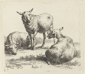 Drei Schafe. Animalia ad vivum delineata et aqua forti aeri impressa Studio et Arte Nicolai Berchemi