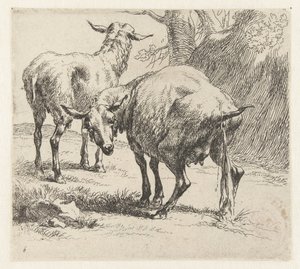 Pissendes Schaf und ein Schaf (Schafe, Animalia ad vivum delineata et aqua forti aeri impressa Studio et Arte Nicolai Berchemi) von Nicolaes Pietersz Berchem