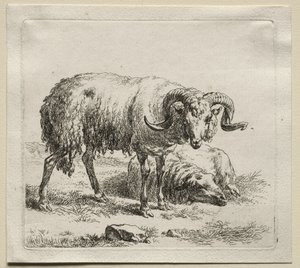 Widder und Schaf