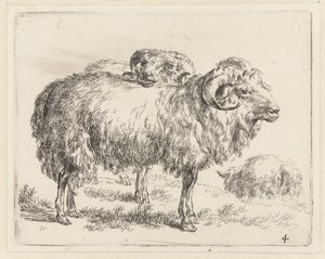 Zwei Widder und ein Schaf Schafe (Serientitel) Animalia ad vivum delineata et aqua forti aeri impressa Studio et Arte Nicolai Berchemi (Serientitel)