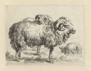 Zwei Widder und ein Schaf