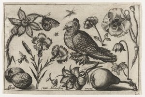 Blumen, eine Birne und eine Taube, Vögel, Blumen, Insekten etc. (Serientitel) von Nicolaes de Bruyn (possibly)
