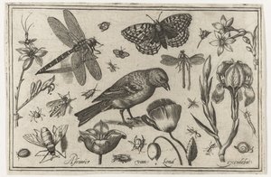 Blumen, Libelle und Vogel von Nicolaes de Bruyn (possibly)