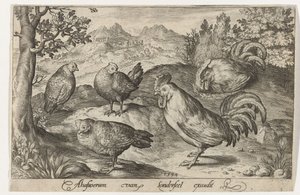 Drei Hühner und zwei Hähne. Vögel und Insekten (Serientitel) von Nicolaes de Bruyn