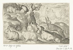 Kaninchen, Eichhörnchen, Meerschweinchen und Maus