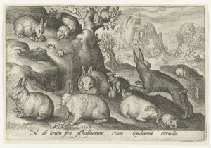 Kaninchen, Eichhörnchen, Meerschweinchen und Maus