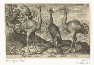 Kronenkranich zwischen zwei Straußen von Nicolaes de Bruyn