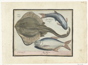 Rochen, Brasse und Weißfisch