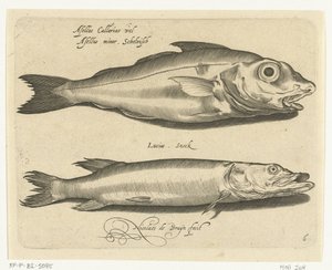 Schellfisch und Hecht