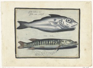Schellfisch und Hecht