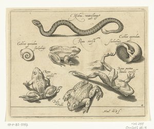 Wasserschlange, Frösche und Kröten von Nicolaes de Bruyn