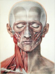 Muskulatur des Gesichts, Platte aus 