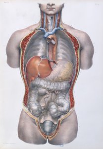 Innere Organe, Tafel aus 