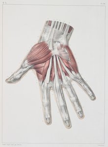 Muskulatur der Hand, Tafel aus 