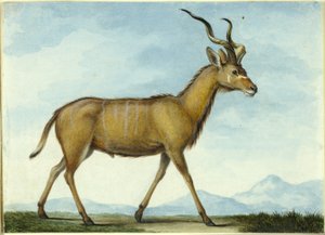 Ein Kudu von Nicolas Hüet the Younger