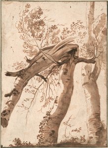 Zwei Silberbirken, die vordere umgefallen, ca. 1629