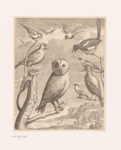 Eule und andere Vögel von Nicolas Robert (possibly)