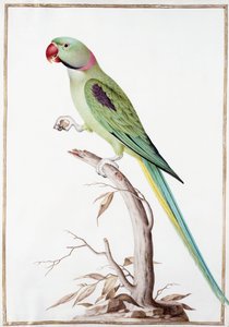 Alexandrinesittich